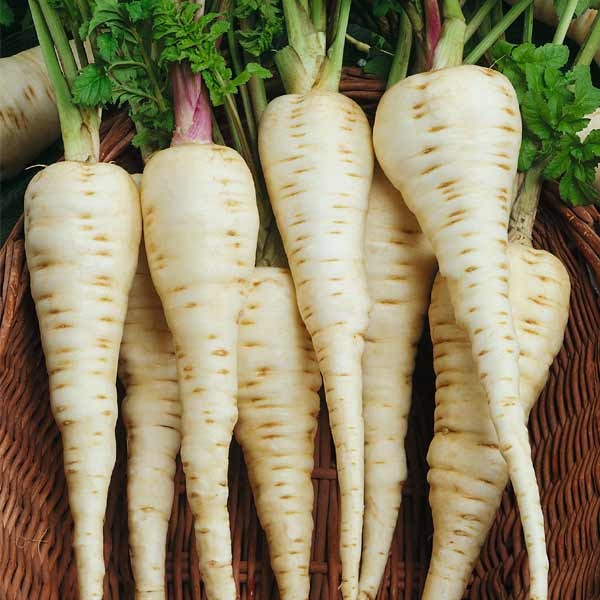 Unwins Parsnip Gladiator F1 Seeds 2 Unwins Parsnip Gladiator F1 Seeds - Image 2