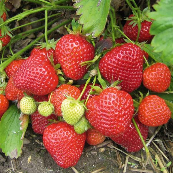 Unwins Strawberry Delician Seeds 2 Unwins Strawberry Delician Seeds - Image 2