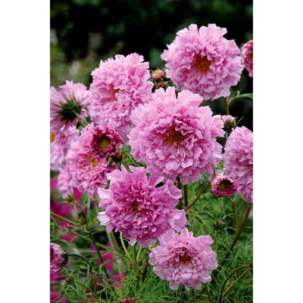 Unwins Cosmos Double Click Rose Bon Bon Seeds 2 Unwins Cosmos Double Click Rose Bon Bon Seeds - Image 2
