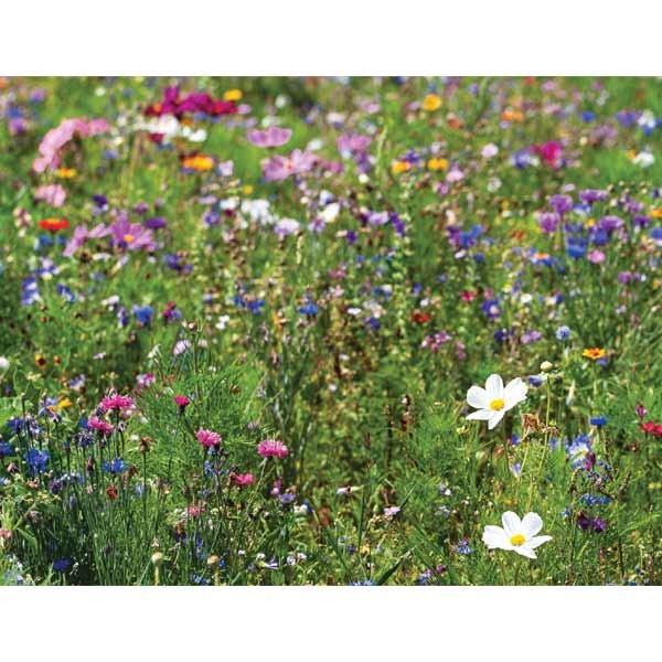 Unwins Nature's Haven Flower Biodiversity Mix Seeds 2 Unwins Nature's Haven Flower Biodiversity Mix Seeds - Image 2