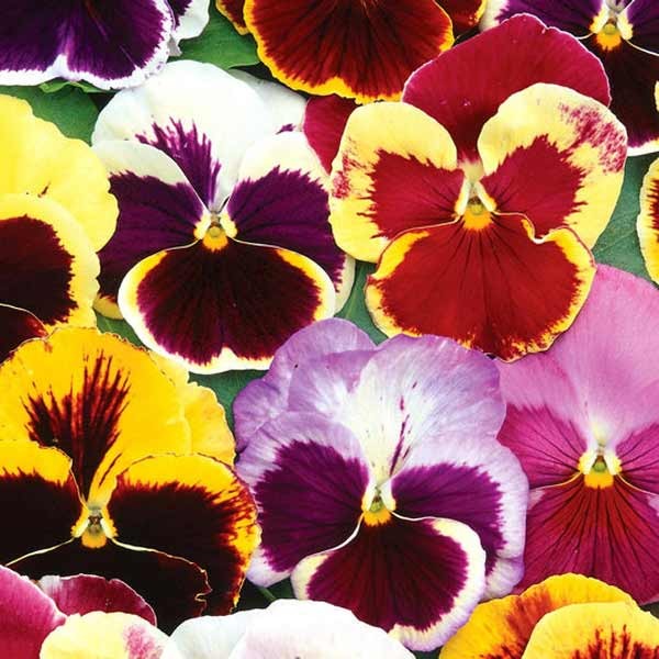 Unwins Pansy Swiss Giants Mix Seeds 2 Unwins Pansy Swiss Giants Mix Seeds - Image 2