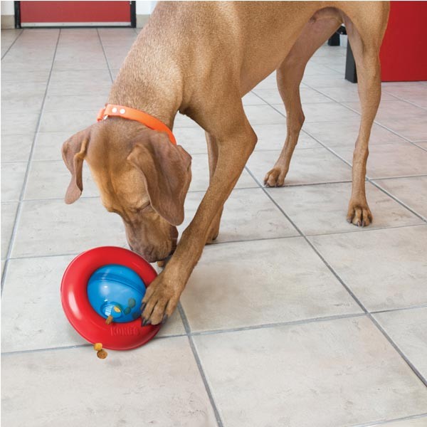 KONG Gyro Large Dog Toy 2 KONG Gyro Large Dog Toy - Image 2