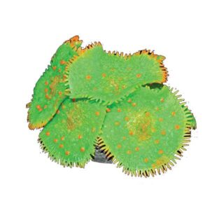 Copi Coral Mushrooms 7.5x7.5x4cm Mixed Colour