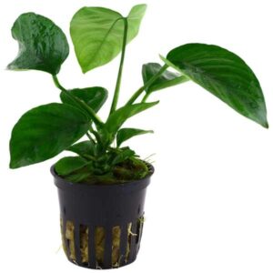 Tropica Anubias barteri caladiifolia Pot