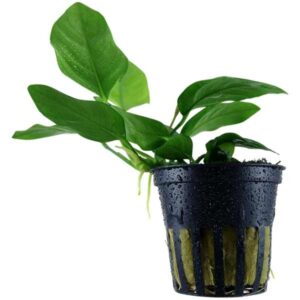Tropica Anubias barteri var. nana