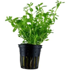 Tropica Bacopa monnieri 'Compact' Pot