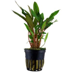Tropica Cryptocoryne beckettii 'Petchii' Pot