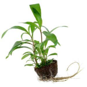 Tropica Hygrophila corymbosa 'Siamensis 53B'