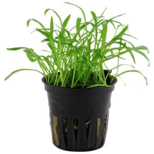 Tropica Lilaeopsis brasiliensis Pot