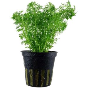 Tropica Lilaeopsis sessiliflora Pot