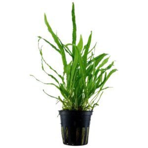 Tropica Microsorum pteropus 'Narrow' Pot