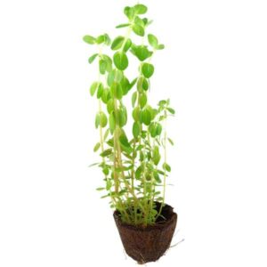 Tropica Rotala rotundifolia Pot