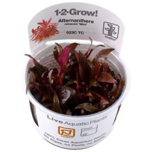 Tropica 1-2-Grow! Alternanthera reineckii 'Mini' Pot
