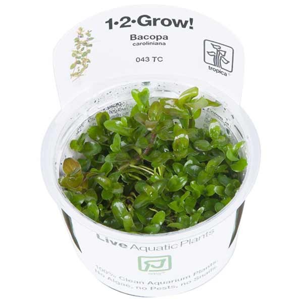 Tropica 1-2-Grow! Bacopa caroliniana Stem Pot 1 Tropica 1-2-Grow! Bacopa caroliniana Stem Pot