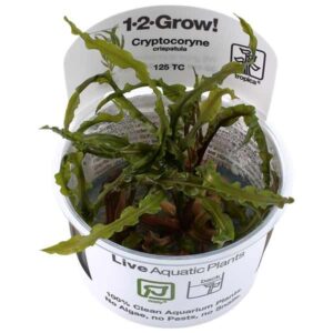 Tropica 1-2-Grow! Cryptocoryne crispatula Rosulate Pot