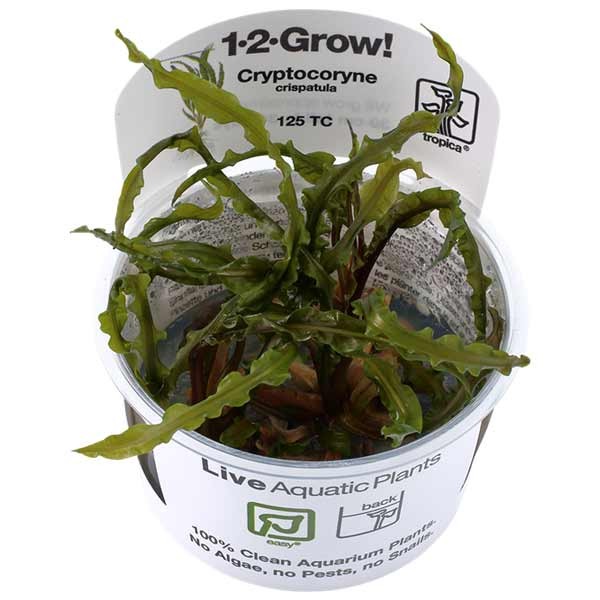 Tropica 1-2-Grow! Cryptocoryne crispatula Rosulate Pot 1 Tropica 1-2-Grow! Cryptocoryne crispatula Rosulate Pot