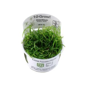 Tropica 1-2-Grow! Helanthium tenellum 'Green' Carpeting Pot