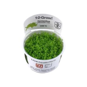 Tropica 1-2-Grow! Hemianthus callitrichoides 'Cuba' Carpeting Pot