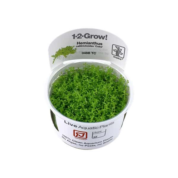 Tropica 1-2-Grow! Hemianthus callitrichoides 'Cuba' Carpeting Pot 1 Tropica 1-2-Grow! Hemianthus callitrichoides 'Cuba' Carpeting Pot