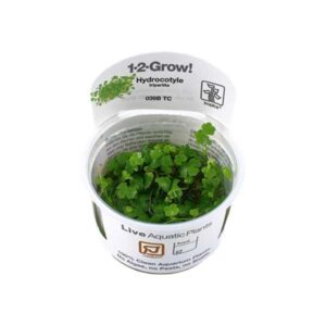 Tropica 1-2-Grow! Hydrocotyle tripartita Stem Pot