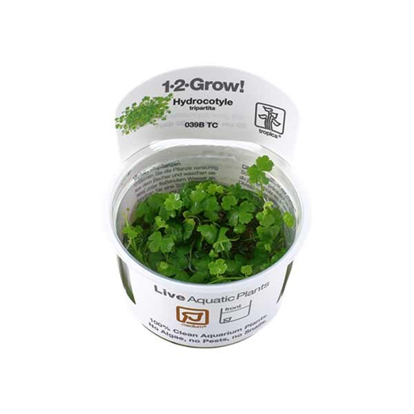 Tropica 1-2-Grow! Hydrocotyle tripartita Stem Pot 1 Tropica 1-2-Grow! Hydrocotyle tripartita Stem Pot