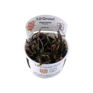 Tropica 1-2-Grow! Hygrophila lancea 'Araguaia' Stem Pot