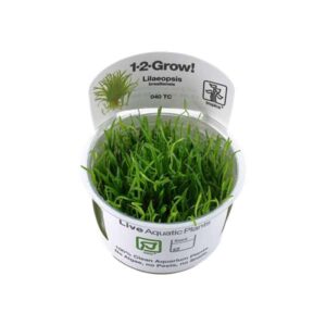Tropica 1-2-Grow! Lilaeopsis brasiliensis Stolon Pot
