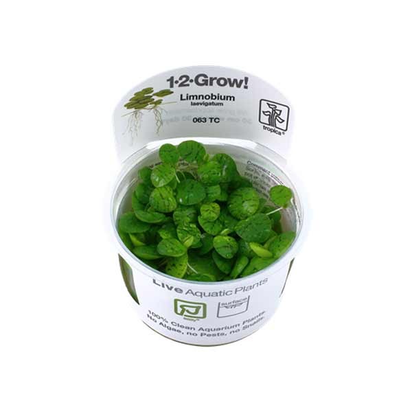 Tropica 1-2-Grow! Limnobium laevigatum Floating plant Pot 1 Tropica 1-2-Grow! Limnobium laevigatum Floating plant Pot