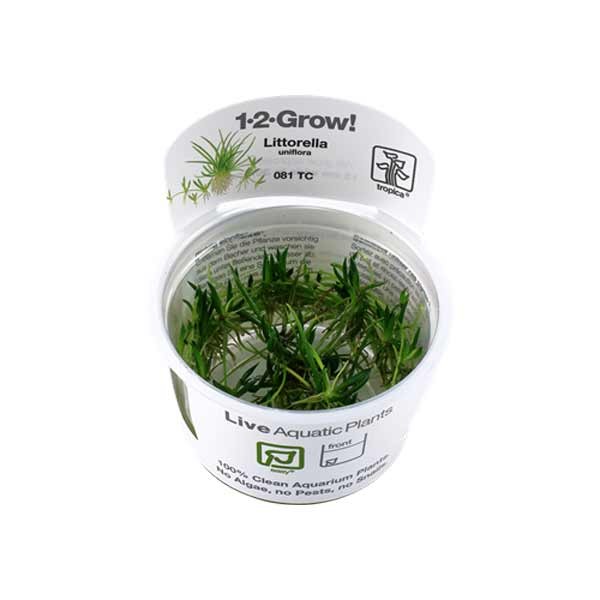 Tropica 1-2-Grow! Littorella uniflora Stolon Pot 1 Tropica 1-2-Grow! Littorella uniflora Stolon Pot