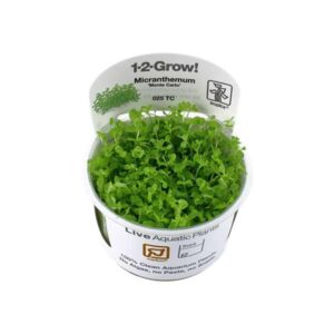 Tropica 1-2-Grow! Micranthemum tweediei 'Monte Carlo' Carpeting Pot