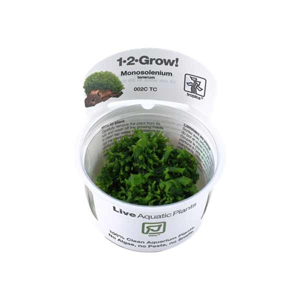 Tropica 1-2-Grow! Monosolenium tenerum Moss Pot 1 Tropica 1-2-Grow! Monosolenium tenerum Moss Pot