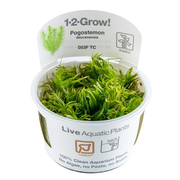 Tropica 1-2-Grow! Pogostemon erectus Stem Pot 1 Tropica 1-2-Grow! Pogostemon erectus Stem Pot