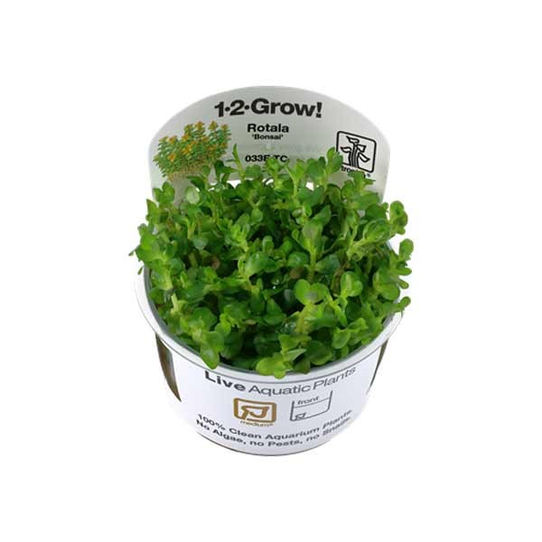 Tropica 1-2-Grow! Rotala indica 'Bonsai' Stem Pot 1 Tropica 1-2-Grow! Rotala indica 'Bonsai' Stem Pot