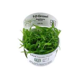 Tropica 1-2-Grow! Sagittaria subulata Stolon Pot