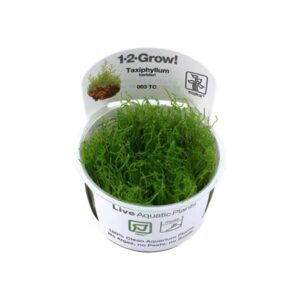 Tropica 1-2-Grow! Taxiphyllum barbieri Moss Pot