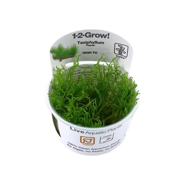 Tropica 1-2-Grow! Taxiphyllum 'Flame' Moss Pot 1 Tropica 1-2-Grow! Taxiphyllum 'Flame' Moss Pot
