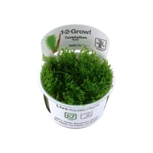 Tropica 1-2-Grow! Taxiphyllum 'Spiky' Moss Pot