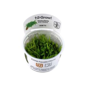 Tropica 1-2-Grow! Vesicularia ferriei 'Weeping' Moss Pot