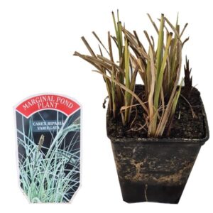 Park Corner Nurseries