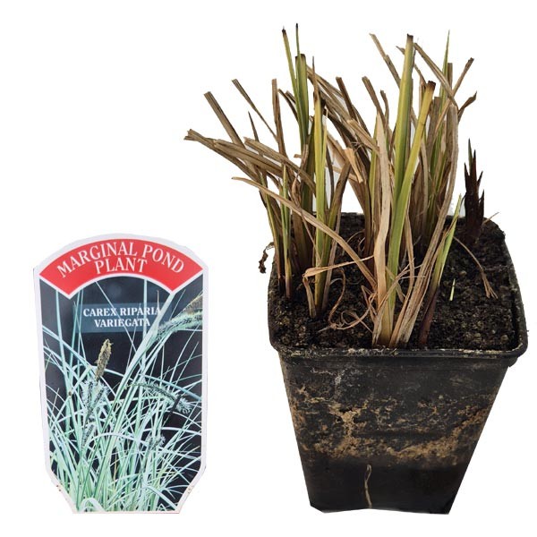 Waterplant Marginal Variegated Pond Sedge (Carex riparia variegata) 9cm Pot 1 Waterplant Marginal Variegated Pond Sedge (Carex riparia variegata) 9cm Pot