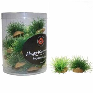 Hugo Kamishi Miniature Foreground 1 Aquascaping Aquarium Plants (20 Pack)