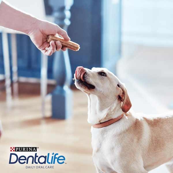 Dentalife Dental Sticks Chicken Large 12 Pack Dog Treat 6 Dentalife Dental Sticks Chicken Large 12 Pack Dog Treat - Image 6