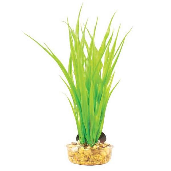 Hugo Kamishi Mizu Cyperus Green 20cm 1 Hugo Kamishi Mizu Cyperus Green 20cm