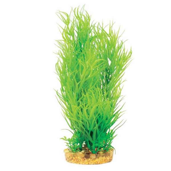 Hugo Kamishi Mizu Juncus Green 30cm 1 Hugo Kamishi Mizu Juncus Green 30cm