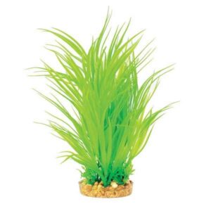 Hugo Kamishi Mizu Cyperus Helferi 30cm