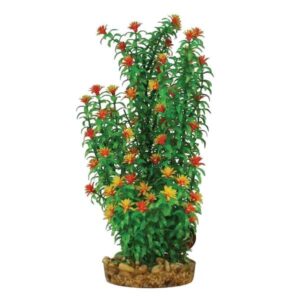 Hugo Kamishi Mizu Ammani Bonsai Aquascaping Aquarium Plant Single 30cm