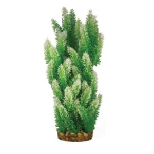 Hugo Kamishi Mizu Hemianthus 40cm