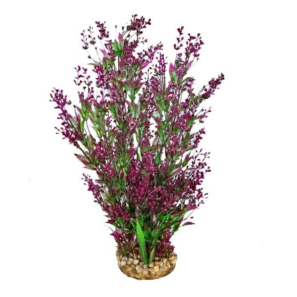 Hugo Kamishi Mizu Alisma Purple Aquascaping Aquarium Plant Single 40cm 1 Hugo Kamishi Mizu Alisma Purple Aquascaping Aquarium Plant Single 40cm