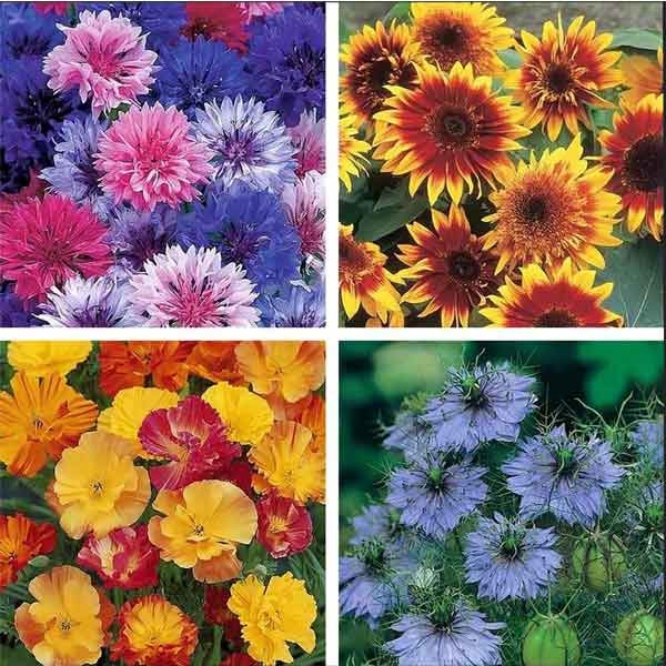 Unwins Scatter & Grow Seed Collection 2 Unwins Scatter & Grow Seed Collection - Image 2