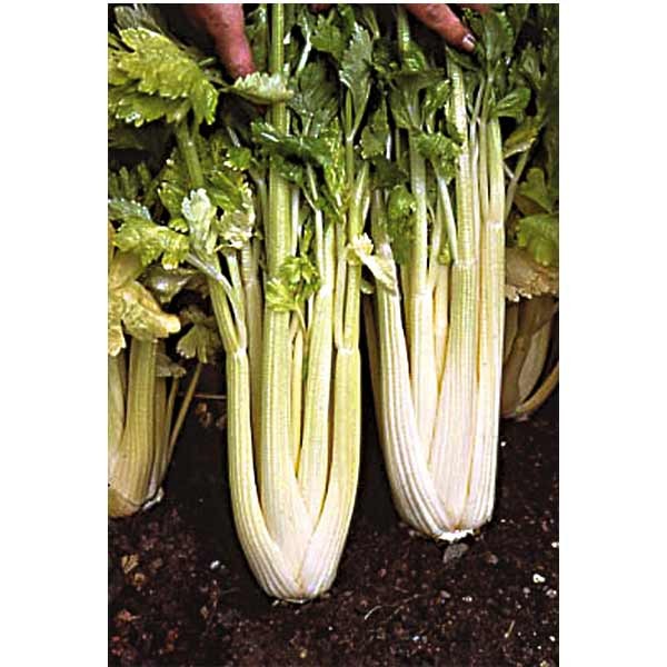 Unwins Celery Golden Self Blanching Seeds 2 Unwins Celery Golden Self Blanching Seeds - Image 2